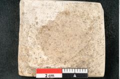 Foto (Detailansicht) von Quercus palaeoilex Ettingshausen (NHMW-GEO-2024-0188-8113)